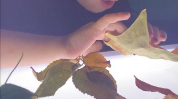 Protegido: 30 IDEAS PARA INSPIRARTE CON LA CAJA DE LUZ